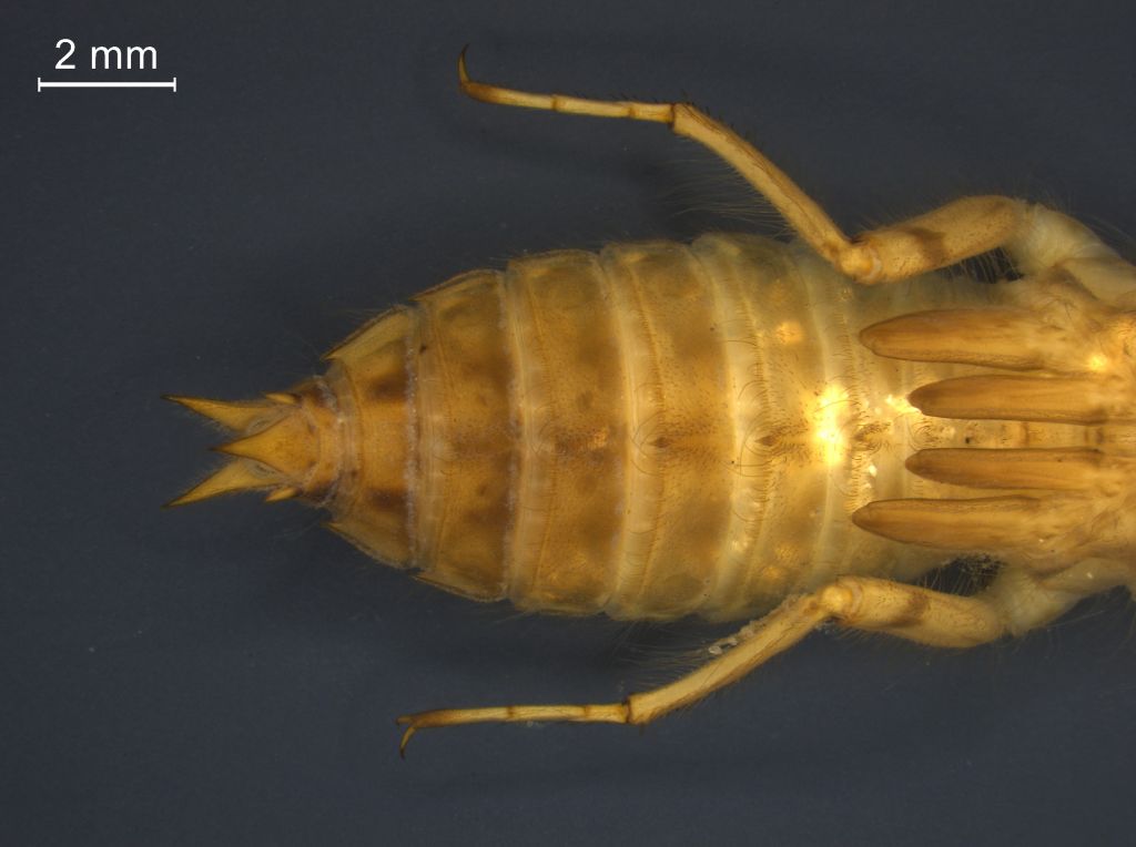 Orthetrum cancellatum